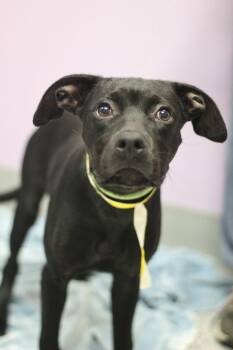 Scarlett in NH. Come Meet our Adoptable Dogs Wednesday-Saturday. -  Black Labrador Retriever Dog for Adoption in Manchester, New Hampshire - Scarlett In NH. Come Meet Our Adoptable Dogs Wednesday-Saturday. | PetCurious