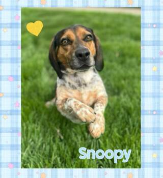 Beagle Dogs Available for Adoption in Mokena, Illinois - Snoopy | PetCurious