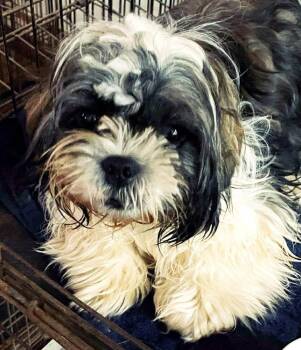 Rescue Shih Tzu Dogs for Adoption in Shawnee, Oklahoma - Banner | PetCurious
