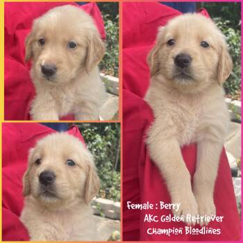 Berry -  Golden Retriever Dog for Sale in Houston, Texas - Berry | PetCurious