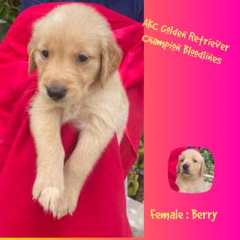 Berry -  Golden Retriever Dog for Sale in Houston, Texas - Berry | PetCurious