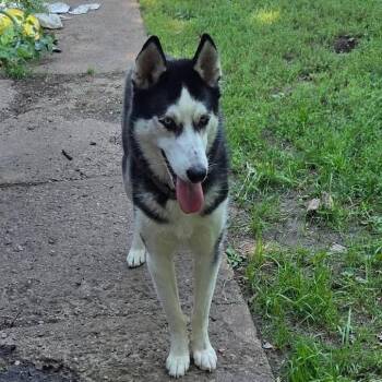 Wizard Urgent Foster Needed -  Husky Dog for Adoption in Minneapolis, Minnesota - Wizard Urgent Foster Needed | PetCurious