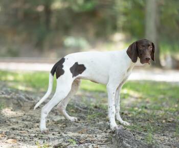 Ransom -  German Shorthaired Pointer Dog for Adoption in Lucedale, Mississippi - Ransom | PetCurious