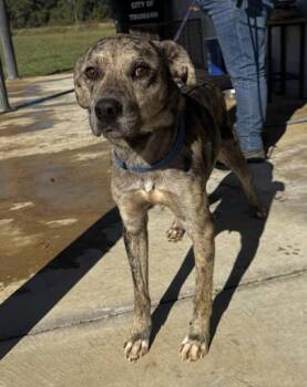 Rescue Catahoula Leopard Dog Dogs for Adoption in Cedarburg, Wisconsin - Scout | PetCurious