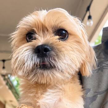 Oliver -  Shih Tzu Dog for Adoption in Cartersville, Georgia - Oliver | PetCurious