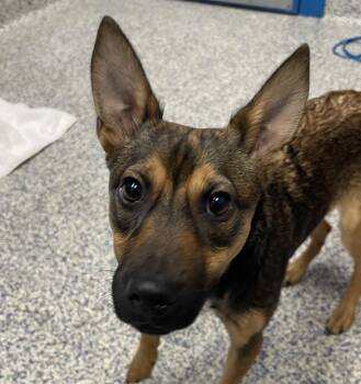 Billie -  Shepherd Dog for Adoption in Golden, Colorado - Billie | PetCurious