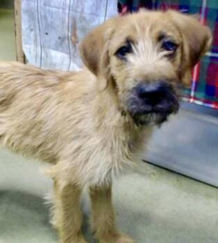 Rescue Irish Terrier and Wheaten Terrier Dogs for Adoption in Manhattan Beach, California - Buck | PetCurious