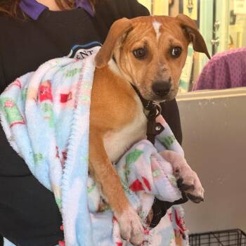 Terrier Dogs Available for Adoption in St. Louis, Missouri - Fresa | PetCurious