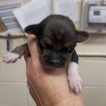 Cowrie 07-1519 -  Dachshund and Chihuahua Dog for Adoption in Covington, Georgia - Cowrie 07-1519 | PetCurious