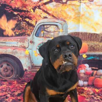 Rescue Rottweiler Dogs for Adoption in Austin, Texas - Forte JuM | PetCurious