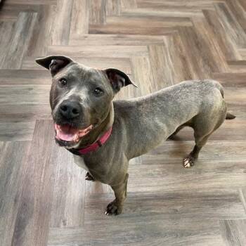 American Staffordshire Terrier and Labrador Retriever Dogs Available for Adoption in Corsicana, Texas - Mia | PetCurious