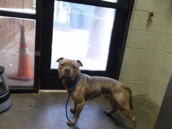GOUDA -  Pit Bull Terrier and Mixed Breed Dog for Adoption in Tulsa, Oklahoma - GOUDA | PetCurious
