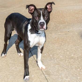 SLAPSTICK -  Pit Bull Terrier and Mixed Breed Dog for Adoption in St. Louis, Missouri - SLAPSTICK | PetCurious