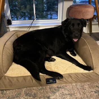 Labrador Retriever Dogs Available for Adoption in Wando, South Carolina - Tyvola | PetCurious