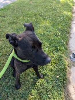 Daphne -  Mixed Breed Dog for Adoption in South Bend, Indiana - Daphne | PetCurious