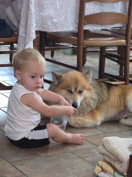 Bailey male -  Pomsky Dog for Adoption in Cary, North Carolina - Bailey Male | PetCurious