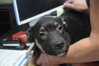 Gunther -  German Shepherd Dog Dog for Adoption in Pahrump, Nevada - Gunther | PetCurious