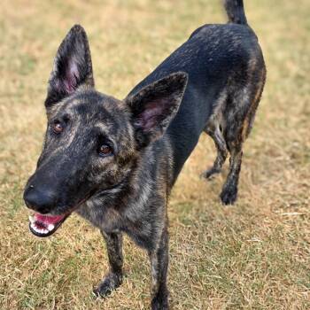 Mazie -  Dutch Shepherd Dog for Adoption in Gainesville, Texas - Mazie | PetCurious