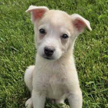 Husky Dogs Available for Adoption in Dayton, Ohio - Ghost | PetCurious