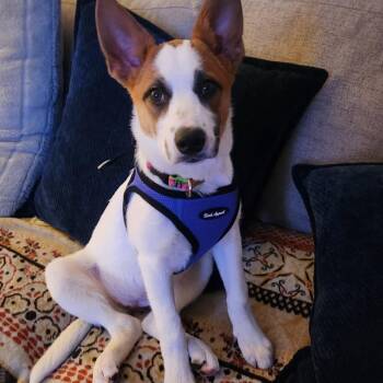 NY Argentina Avail Sep 19 (Dover Day) -  Mixed Breed Dog for Adoption in Eastford, Connecticut - NY Argentina Avail Sep 19 (Dover Day) | PetCurious
