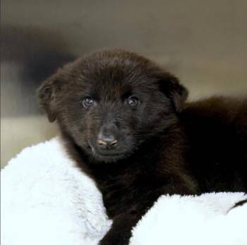 Mocha -  German Shepherd Dog and Mixed Breed Dog for Adoption in Westland, Michigan - Mocha | PetCurious