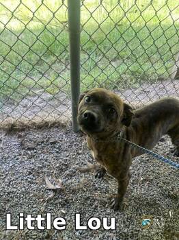 Pit Bull Terrier Dogs Available for Adoption in Rocky Mount, North Carolina - Little Lou | PetCurious