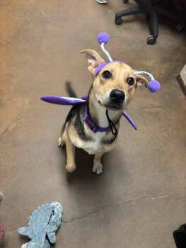 PATTY HALLIE -  Shepherd Dog for Adoption in Cullman, Alabama - PATTY HALLIE | PetCurious
