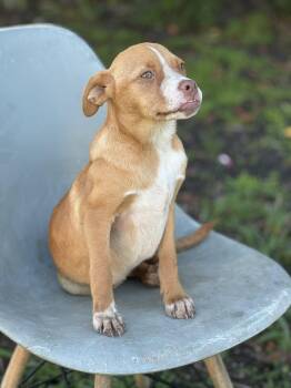 Little Willow -  Boston Terrier Dog for Adoption in Lucas, Texas - Little Willow | PetCurious