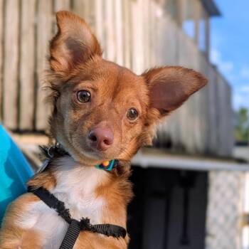 Teddy Emiliane -  Chihuahua Dog for Adoption in Savannah, Georgia - Teddy Emiliane | PetCurious