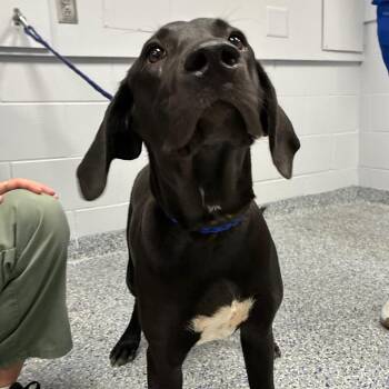 Truffle -  Black Labrador Retriever and Mixed Breed Dog for Adoption in Greenville, South Carolina - Truffle | PetCurious