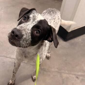 Marshall -  Australian Cattle Dog Blue Heeler and Cattle Dog Dog for Adoption in Tampa, Florida - Marshall | PetCurious