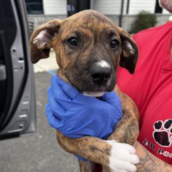 Terrier Dogs Available for Adoption - Stanson | PetCurious