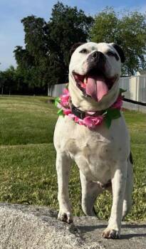 American Bulldog and Pit Bull Terrier Dogs Available for Adoption in Colusa, California - Petal | PetCurious