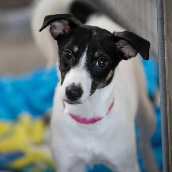 Salina (JN26-92) -  Jack Russell Terrier and Mixed Breed Dog for Adoption in Peyton, Colorado - Salina (JN26-92) | PetCurious