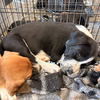 Jojo -  Beagle and Border Collie Dog for Adoption in Melbourne, Arkansas - Jojo | PetCurious