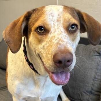 Belle Isle -  Mixed Breed Dog for Adoption in Lansing, Michigan - Belle Isle | PetCurious