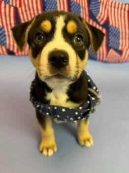 Fiddler -  American Bully and Pit Bull Terrier Dog for Adoption in Phoenix, Arizona - Fiddler | PetCurious