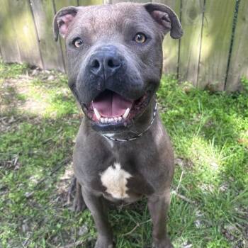 Pit Bull Terrier Dogs Available for Adoption in Corsicana, Texas - Poseidon D46258 | PetCurious