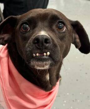 Shocka -  Terrier Dog for Adoption in Brooklyn Center, Minnesota - Shocka | PetCurious