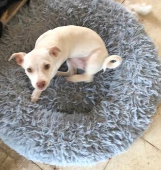 Chihuahua Dogs Available for Adoption in Estes Park, Colorado - Camila | PetCurious
