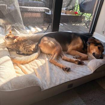 Bodie -  German Shepherd Dog and Doberman Pinscher Dog for Adoption in Chicago, Illinois - Bodie | PetCurious
