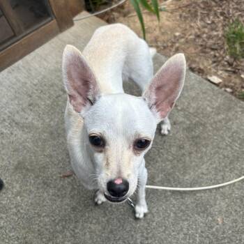 Hubble -  Chihuahua and Mixed Breed Dog for Adoption in Wake Forest, North Carolina - Hubble | PetCurious