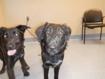 CHARLI -  Labrador Retriever Dog for Adoption in San Jose, California - CHARLI | PetCurious