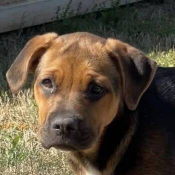 Labrador Retriever Dogs Available for Adoption - Twix (20260404-02) | PetCurious