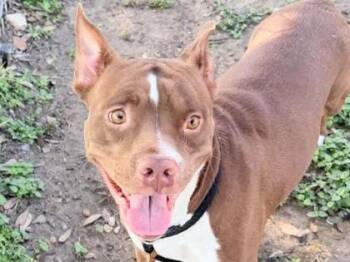 Mixed Breed Dogs Available for Adoption in Georgetown, Texas - Pringles | PetCurious