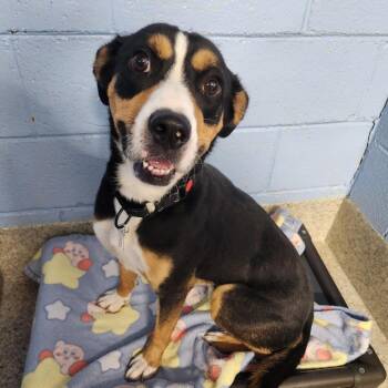 Sweetie Pie -  Bernese Mountain Dog and Mixed Breed Dog for Adoption in Falls Church, Virginia - Sweetie Pie | PetCurious