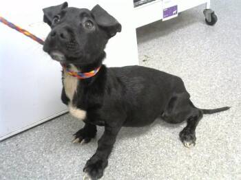 A185802 -  Pit Bull Terrier and Mixed Breed Dog for Adoption in Pasadena, Texas - A185802 | PetCurious