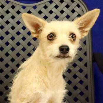 Fizz -  Cairn Terrier Dog for Adoption in Fort Davis, Texas - Fizz | PetCurious