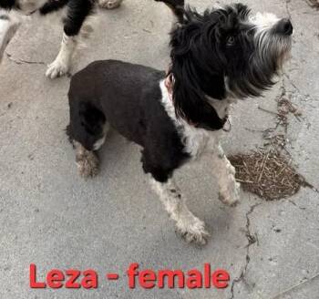 Australian Shepherd and Border Collie Dogs Available for Adoption - Leza  | PetCurious