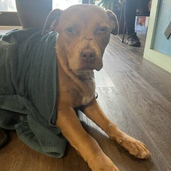 Rescue Pit Bull Terrier and Staffordshire Bull Terrier Dogs for Adoption in East St. Louis, Illinois - Catherine Zeta Bones | PetCurious